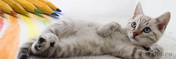 25 лучших антистресс раскрасок с кошками, котятами, котами