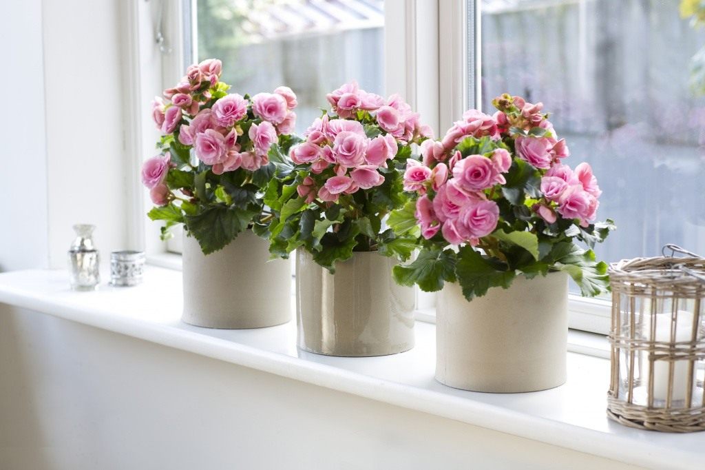 Цветы в интерьере - как украсить комнату растениями