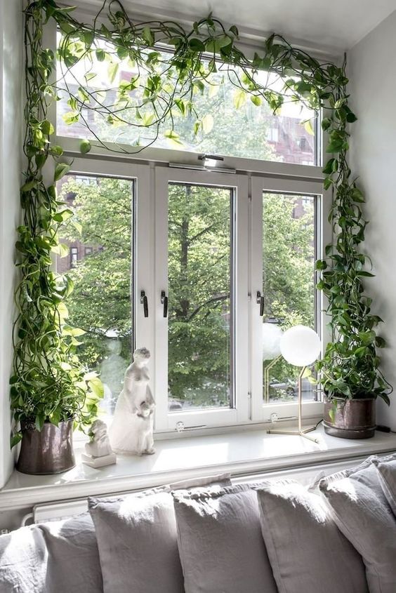 оформление окна вьющимся растением
