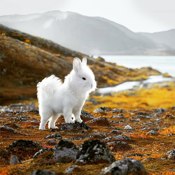 40 забавных фотоколлажей с гибридами животных, которые вас точно удивят